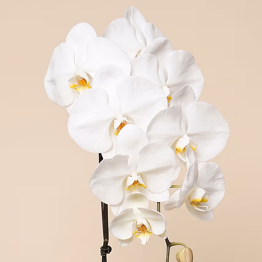 White Phalaenopsis Plant In Glass Vase