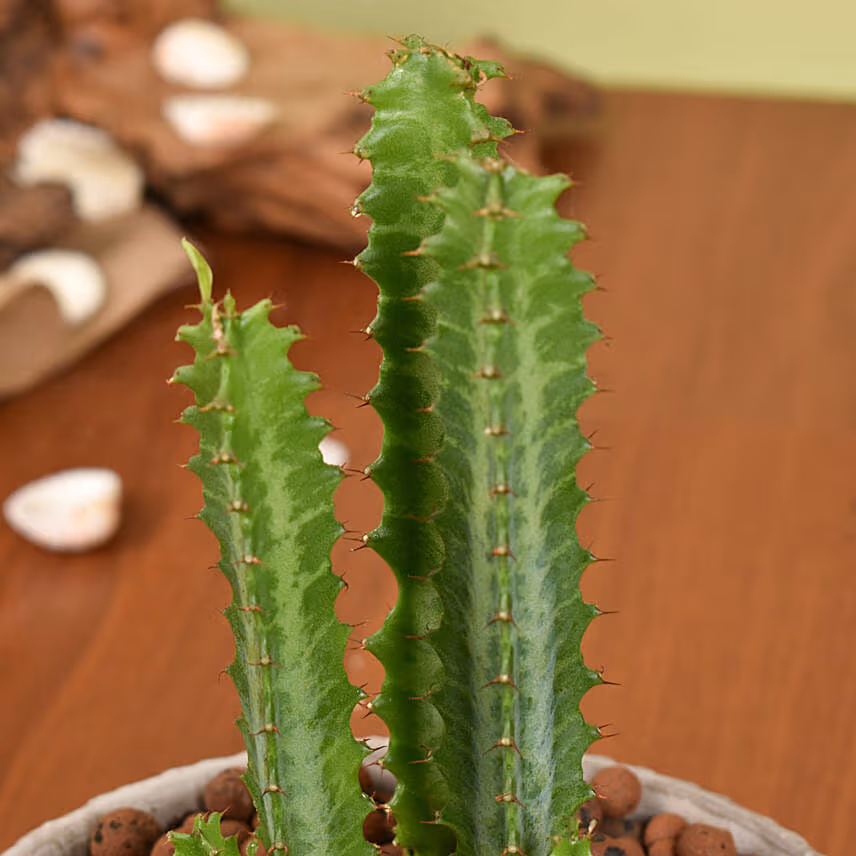 Trigona Cactus in a Textured