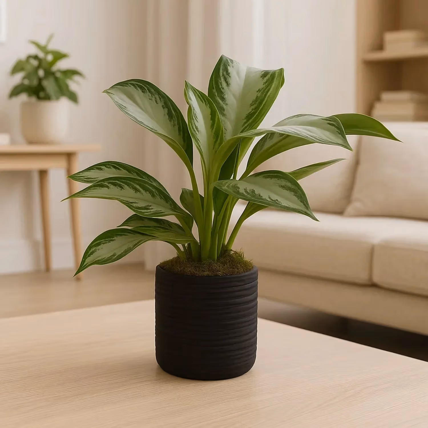 Aglaonema Silver Bay in Elegant Black Cement Pot