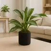 Aglaonema Silver Bay in Elegant Black Cement Pot