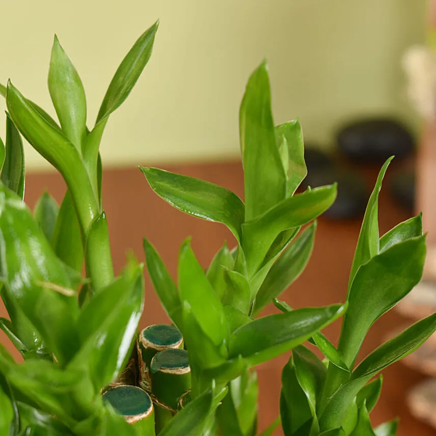 5 Layer Big Lucky Bamboo