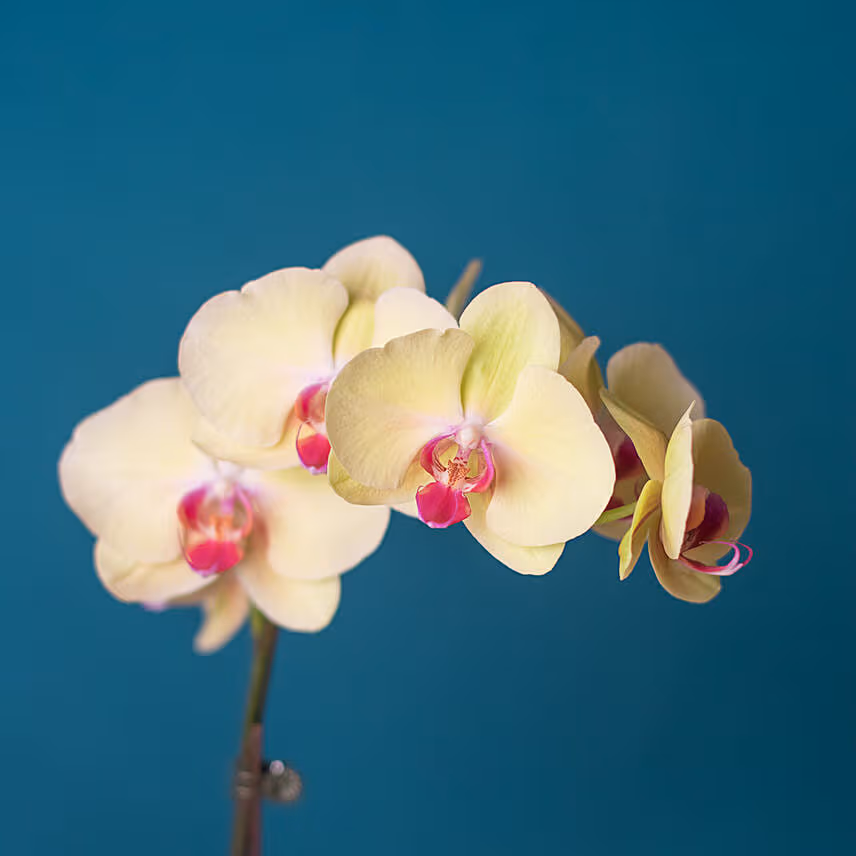 White Orchid Plant in Round Designer Vase
