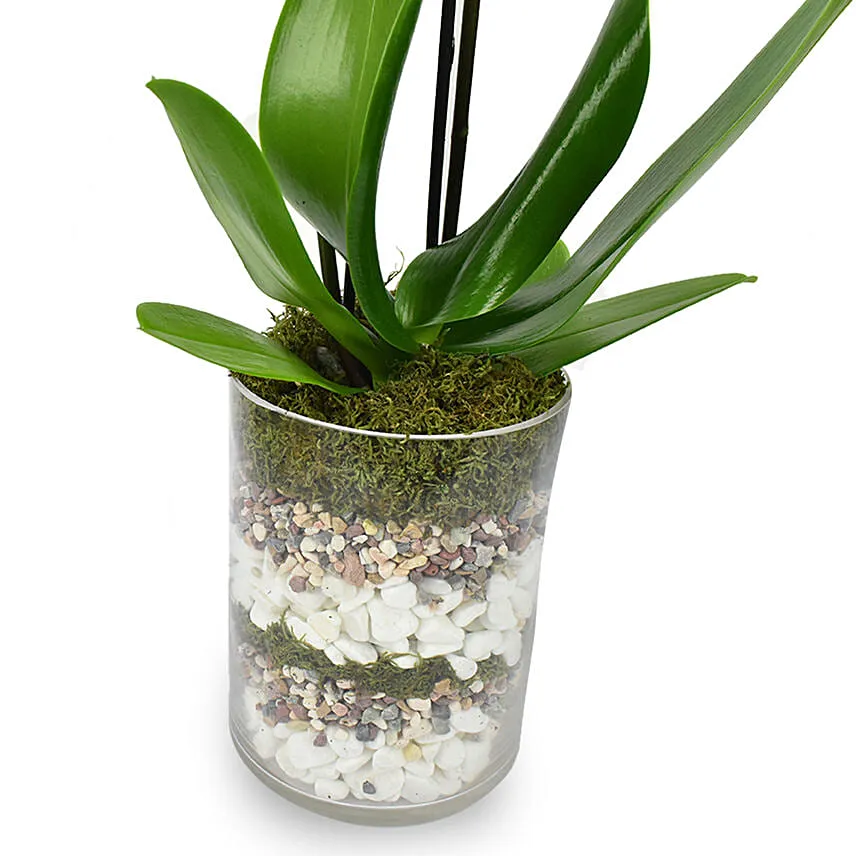 White Orchid Beauty