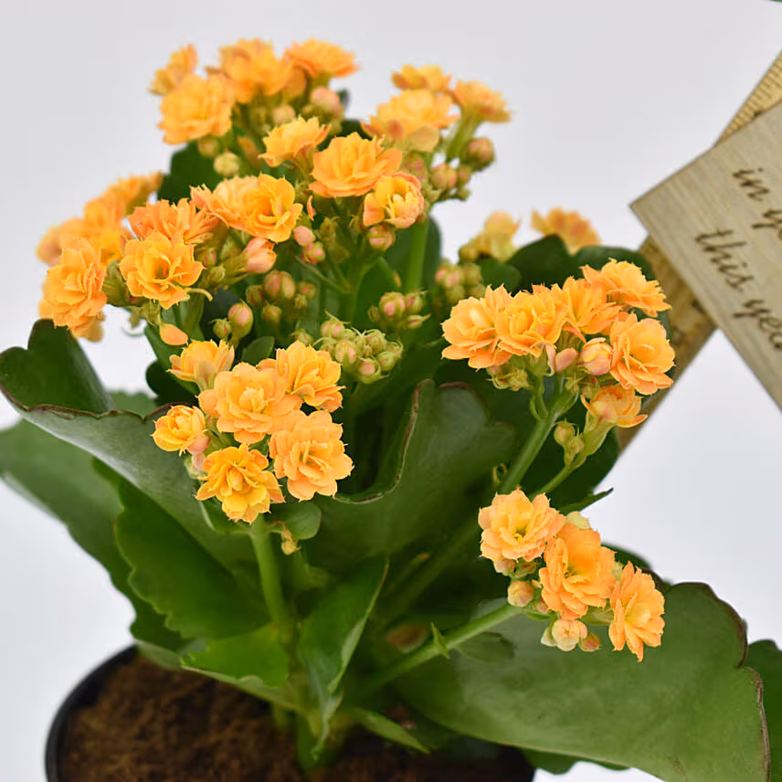 Grow With Me Kalanchoe Plant