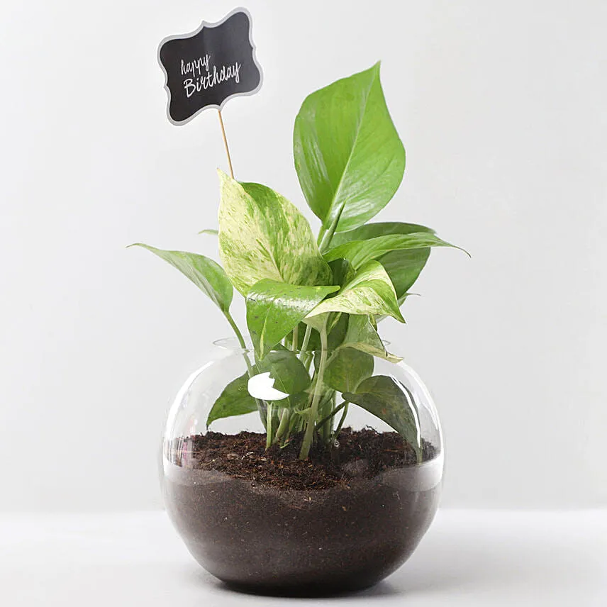 Bday Money Plant Combo