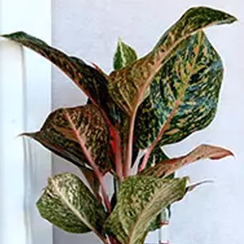 Red Aglaonema Plant in Silver Plastic Plant
