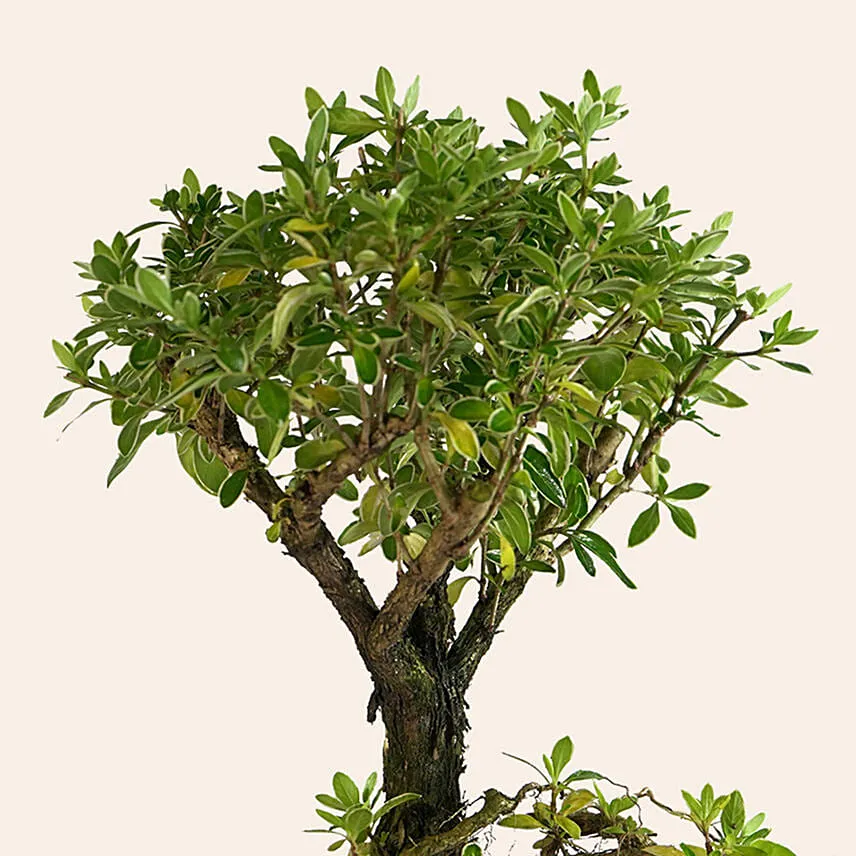 Serissa Japonica