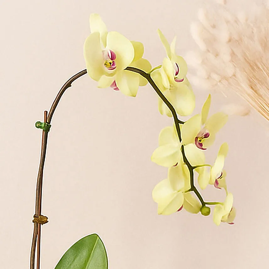 Mesmerizing Orchid Plants in Designer Base