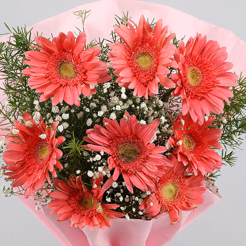 8 Pink Marvel Gerbera Blossoms