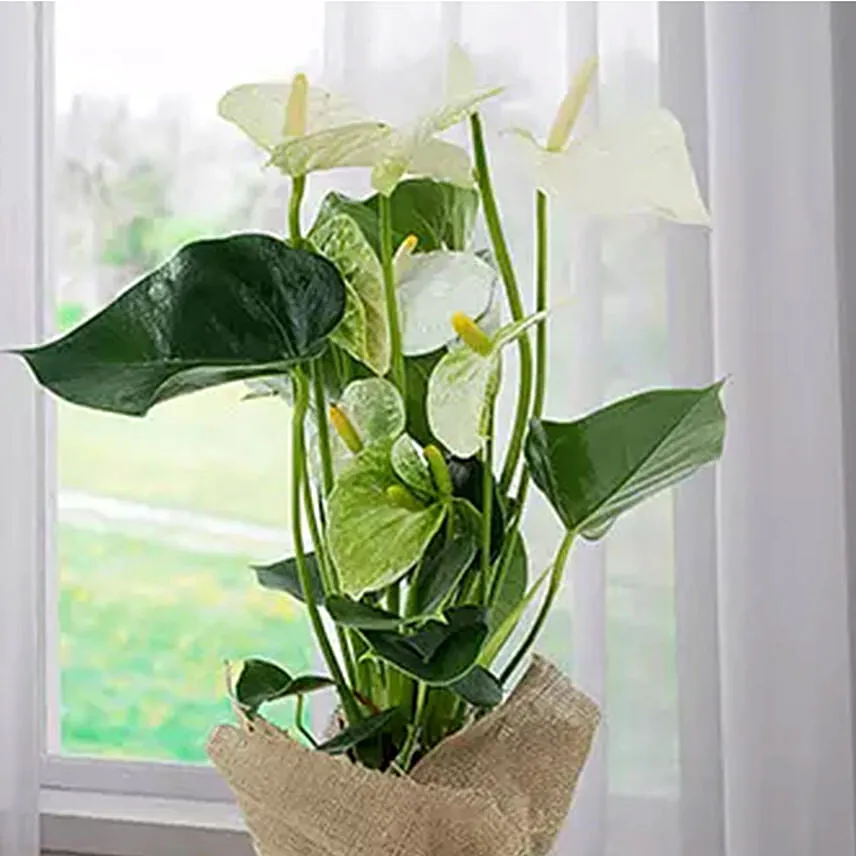 White Anthurium Jute Wrapped Potted Plant