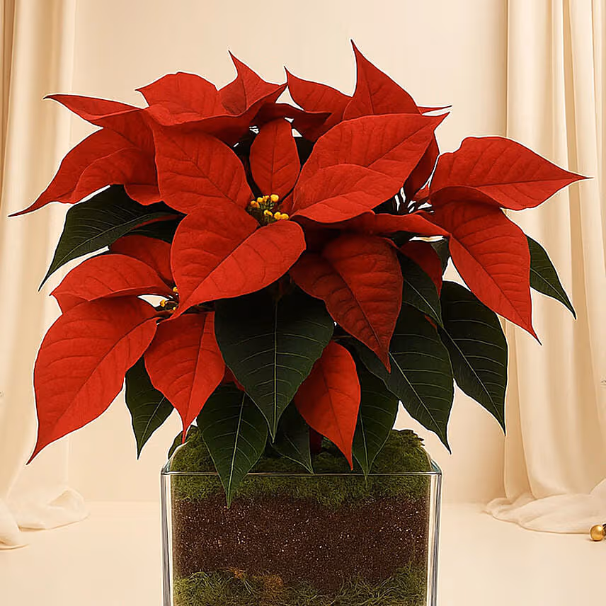 Poinsettia Plant