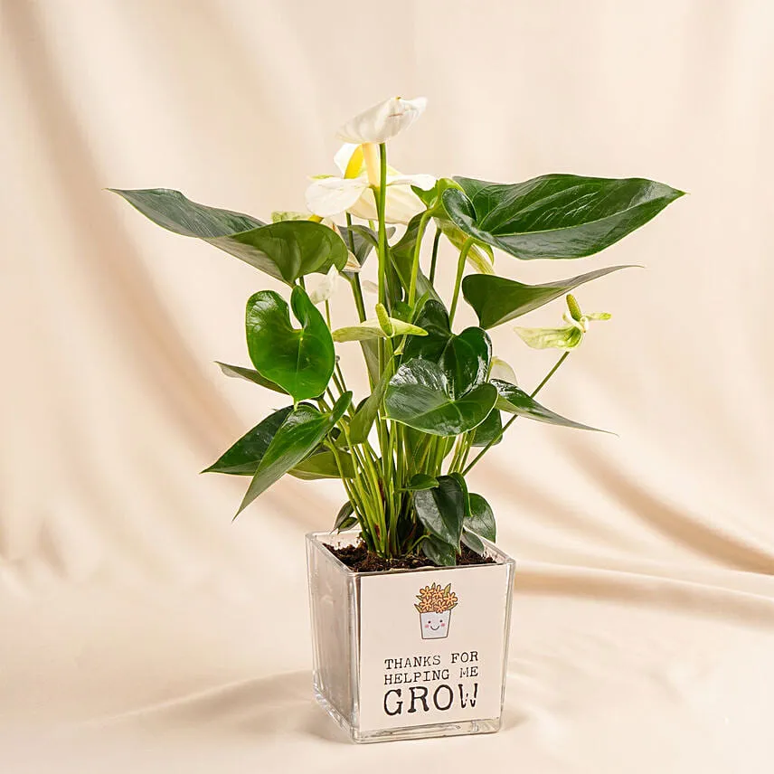 Thanks For Helping Me Grow - Fathers Day Plants
