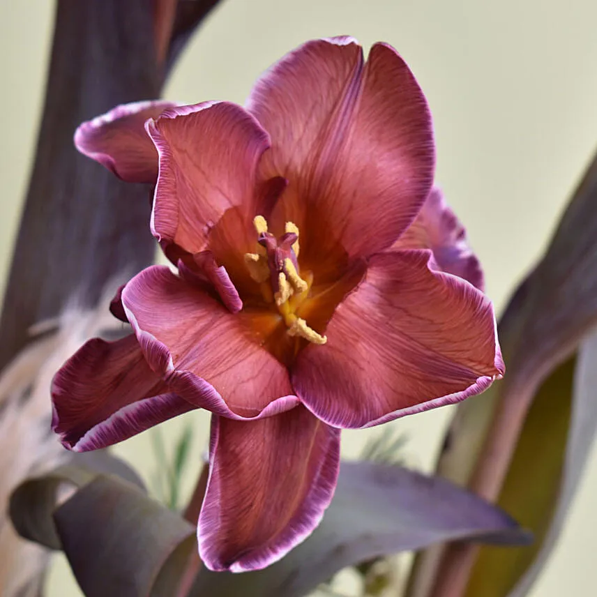 Coffee Tulips Arrangement