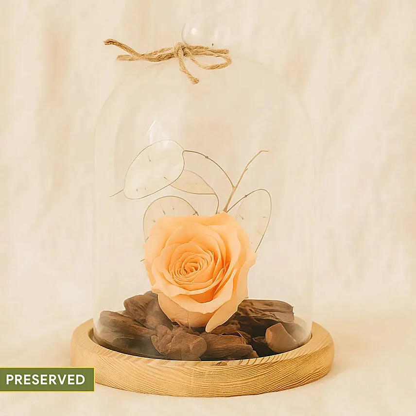 Peach Forever Rose In Glass Dome