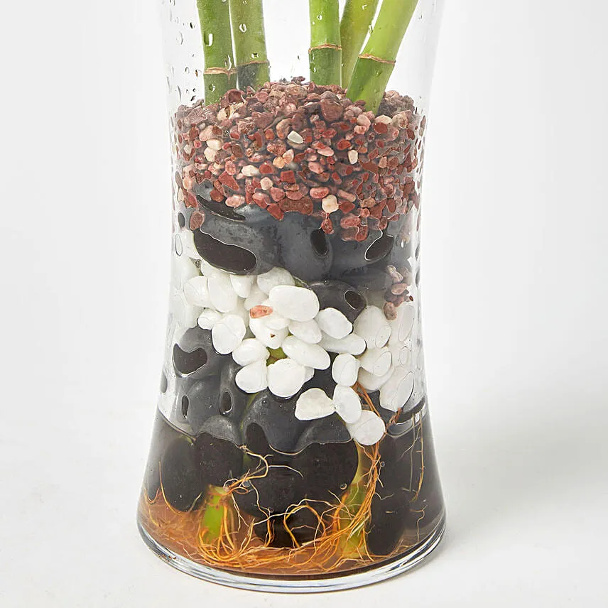 Spiral Shaped Lucky Bamboo Plant In Glass Vase