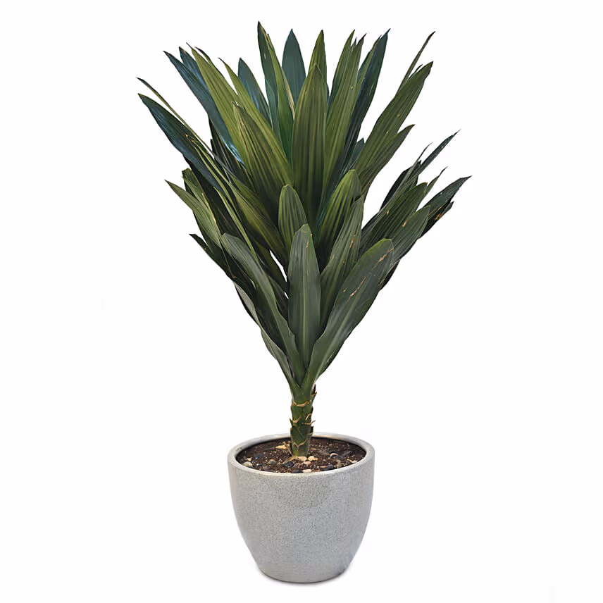 Dracaena Plant In Round Pot