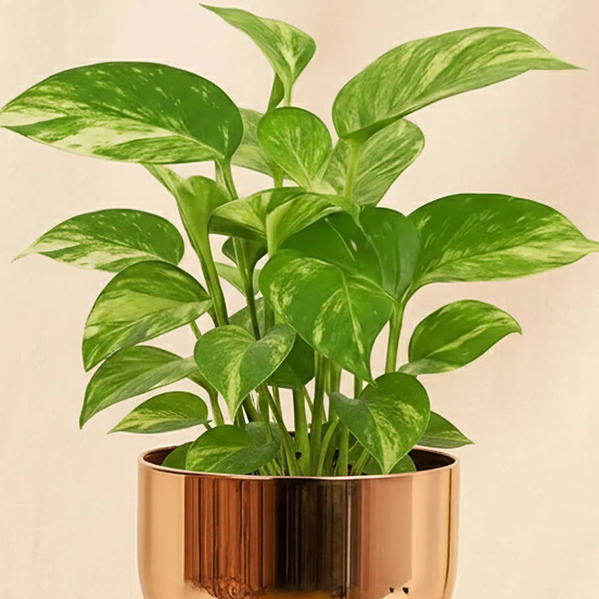 Money Plant in a Golden Pot