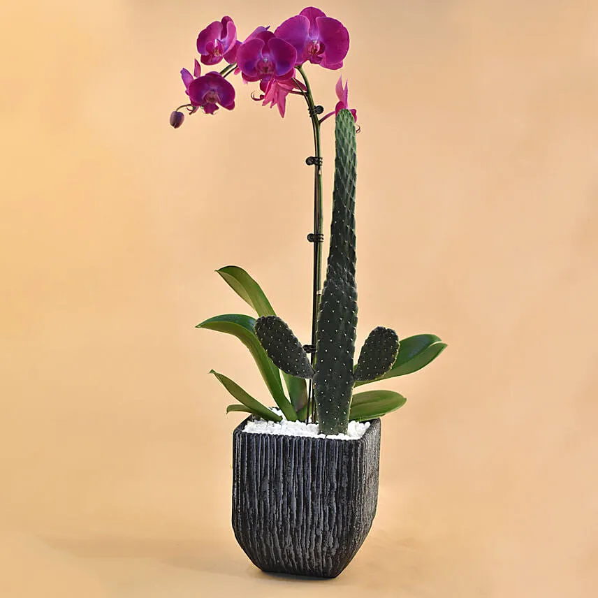 Cactus & Phalenopsis Plant Vase