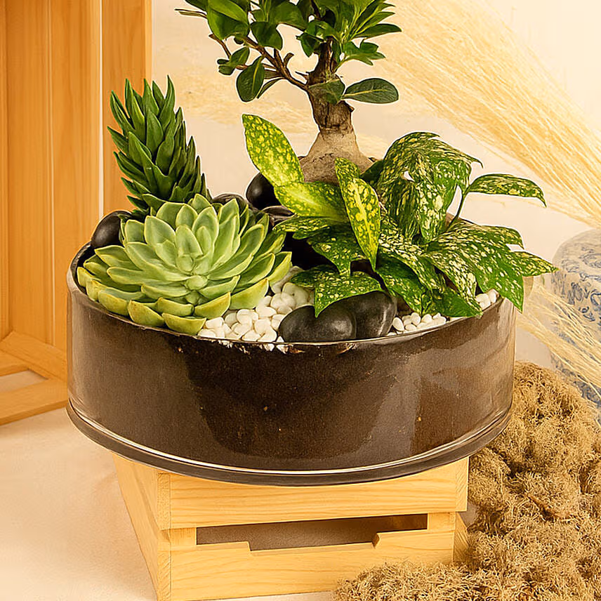 Magnificent Nature Dish Garden