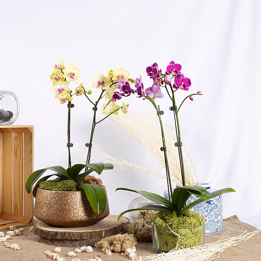 Yellow and Purple Phalaenopsis Duo