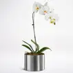 White Phalaenopsis In A Pot