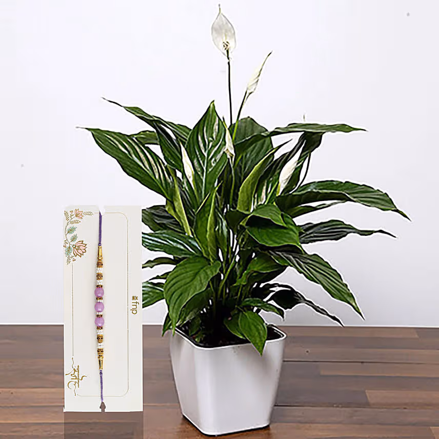 Attractive Peace Lily Plant With Purple Pearl Rakhi
