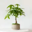 Braided Money Tree Pot