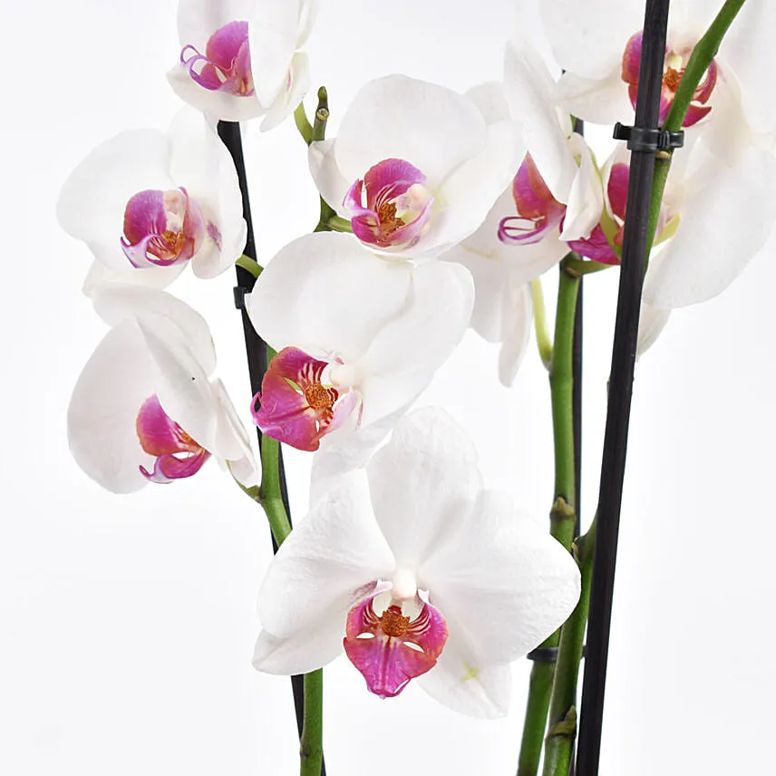 Pink Phalaenopsis Orchid Plant