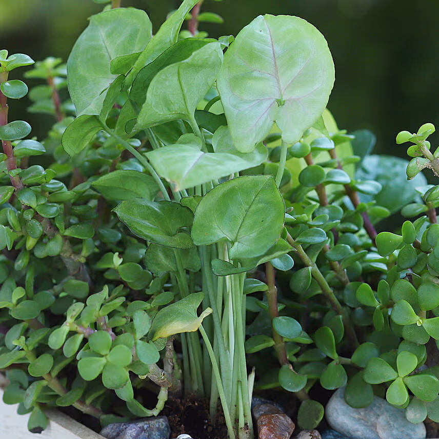 Jade N Money Plant Wooden Base Terrarium