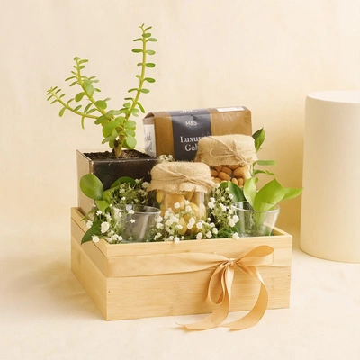 M&S Premium Tea n Jade Plant Hamper