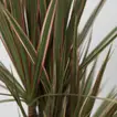 Bicolor Dracaena Marginata Plant in Eco-Friendly Jute Pot