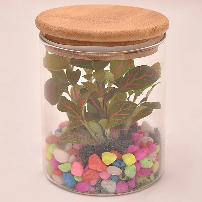 Impressive Fittonia In Glass Jar