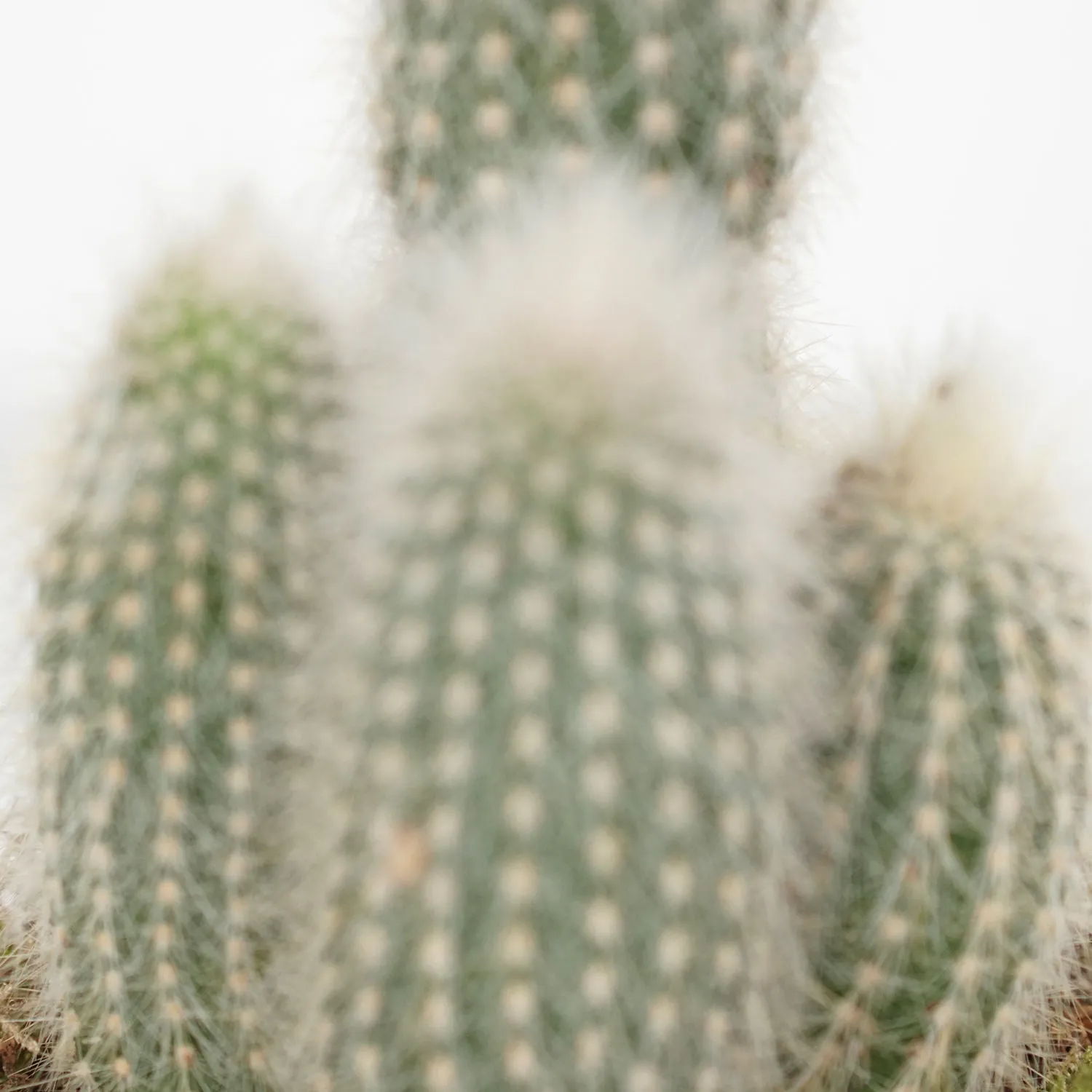 Echevieria & Cactus Plant Combo