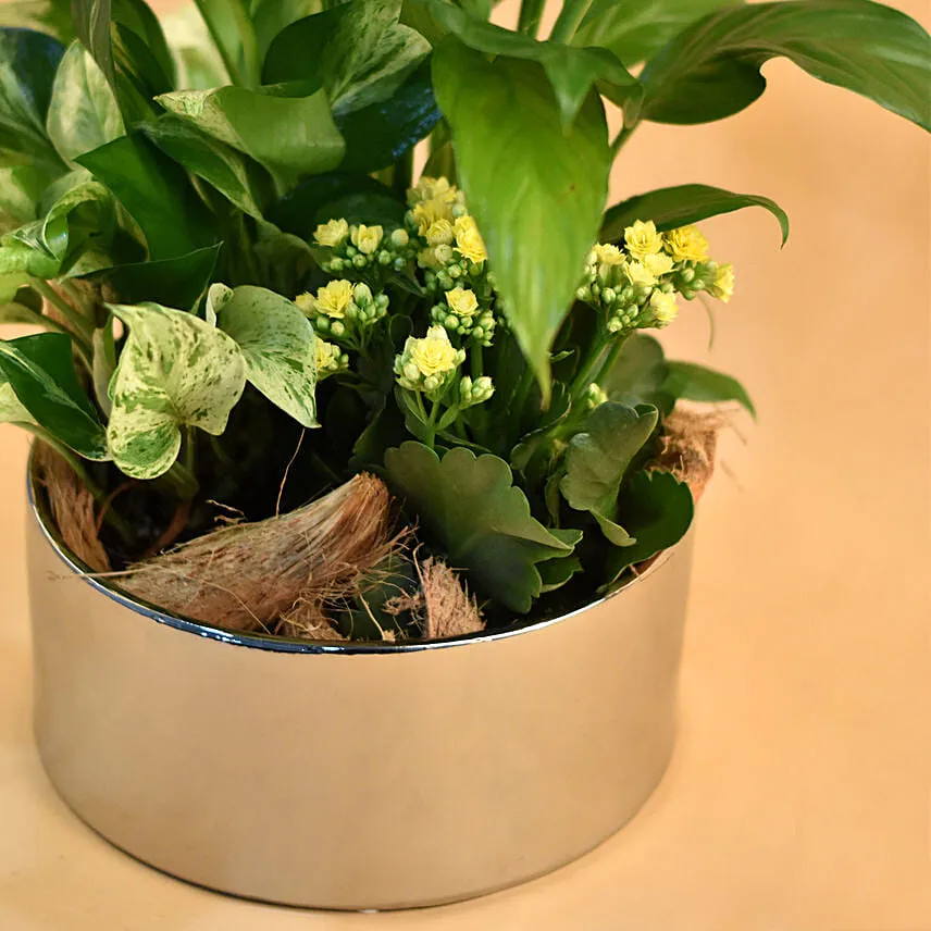 Green Flowering Plants In Silver Vase