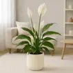 Elegant Peace Lily in Modern White Cement Pot - Perfect Indoor Decor
