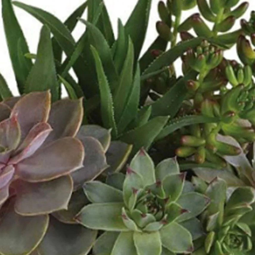 Modern Succulent Garden