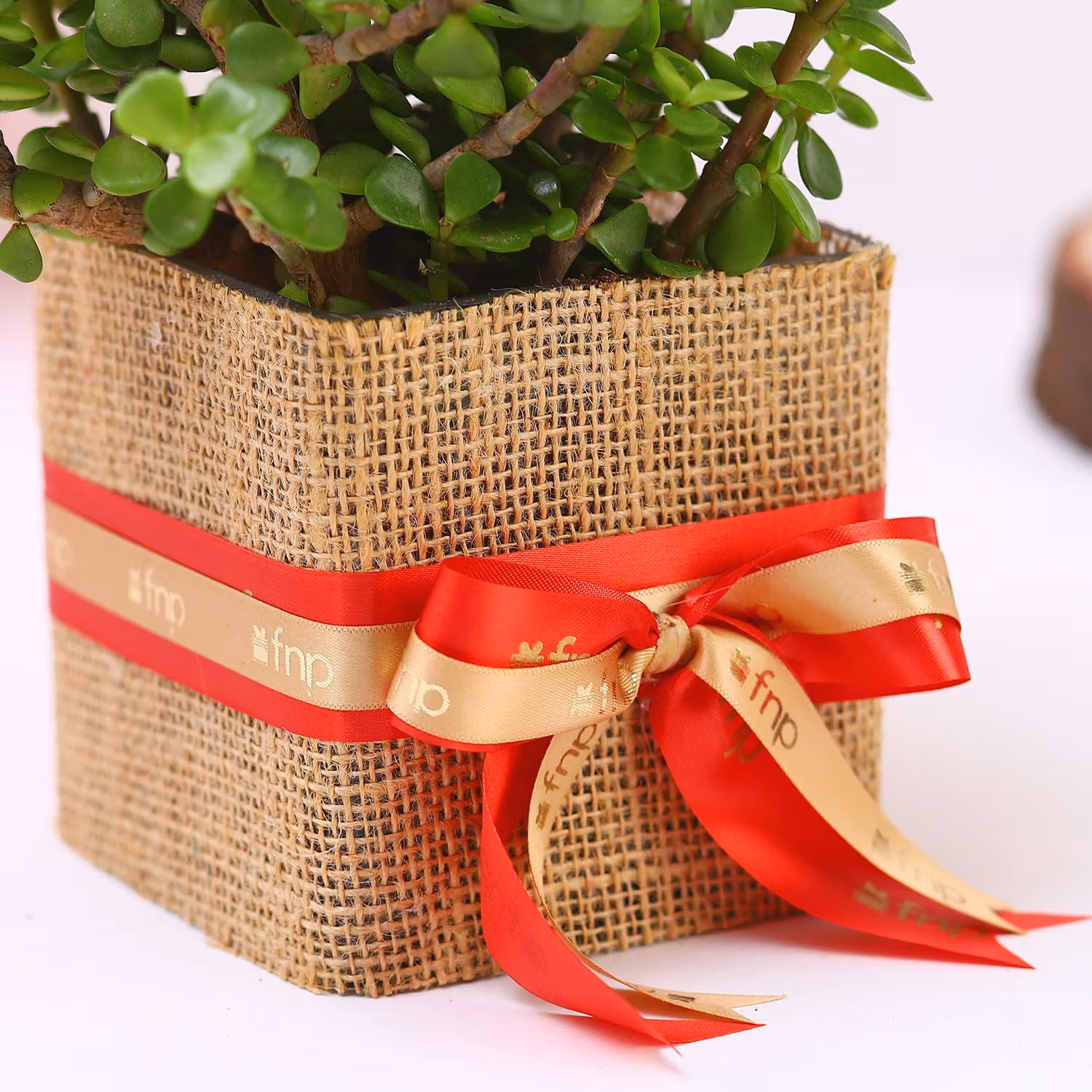 Jade Plant Christmas Vase