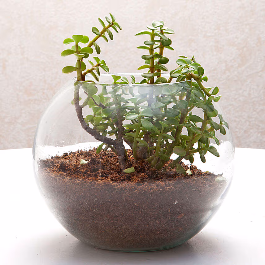 Jade Plant In Round Vase & Ferrero Rocher
