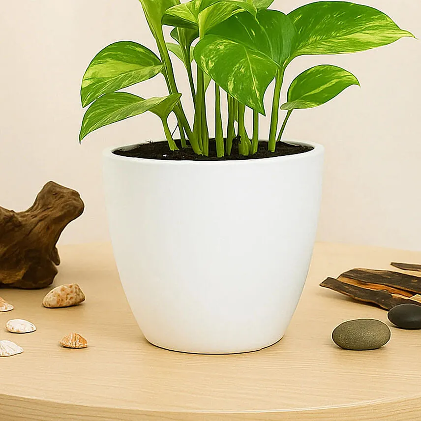 Money Plant in Deisgner Pot