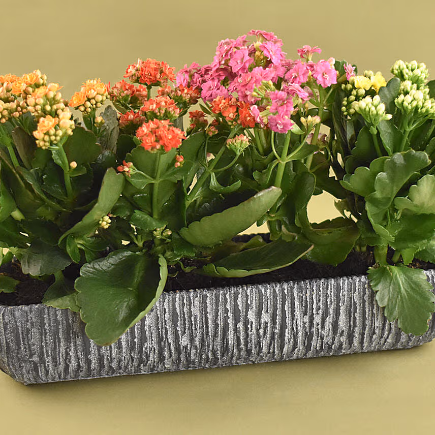 Colourful Kalanchoe Plant In Grey Vase