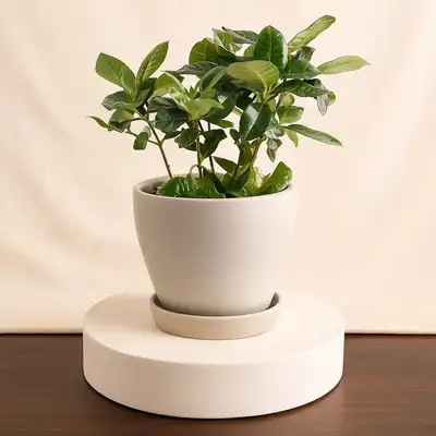 Gardenia Plant Plastic Pot