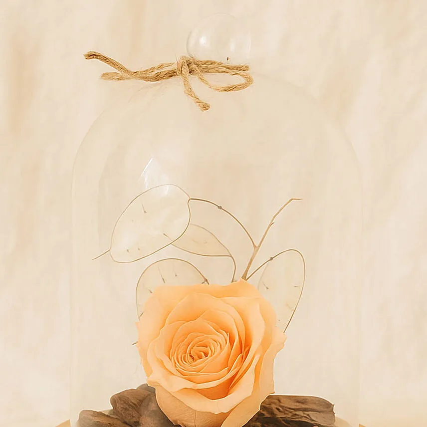 Peach Forever Rose In Glass Dome