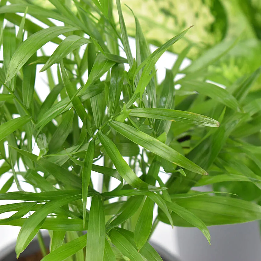 Combo Of Beautiful Indoor Plants