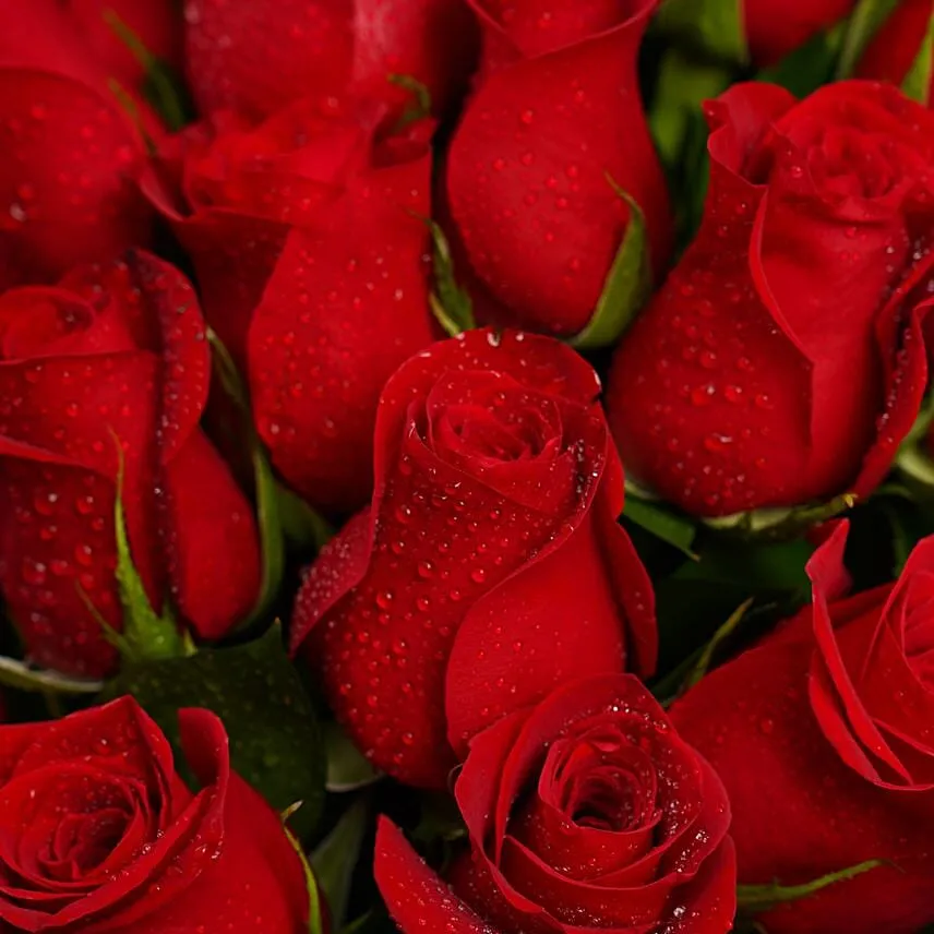 24 Red Roses
