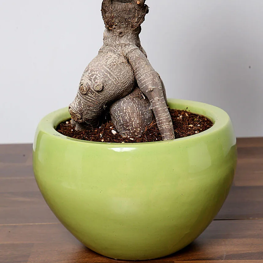 Handcrafted Solid Buddha Decorative Showpiece With Bonsai Plant