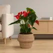 Elegant Anthurium Red in Artisan Clay Pot