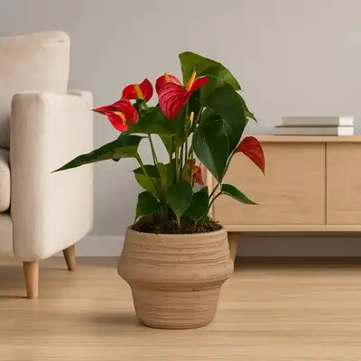 Elegant Anthurium Red in Artisan Clay Pot