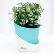 Vibrant Fittonia Plant in Stylish Conical Pot - Perfect for Indoor & Outdoor Decor