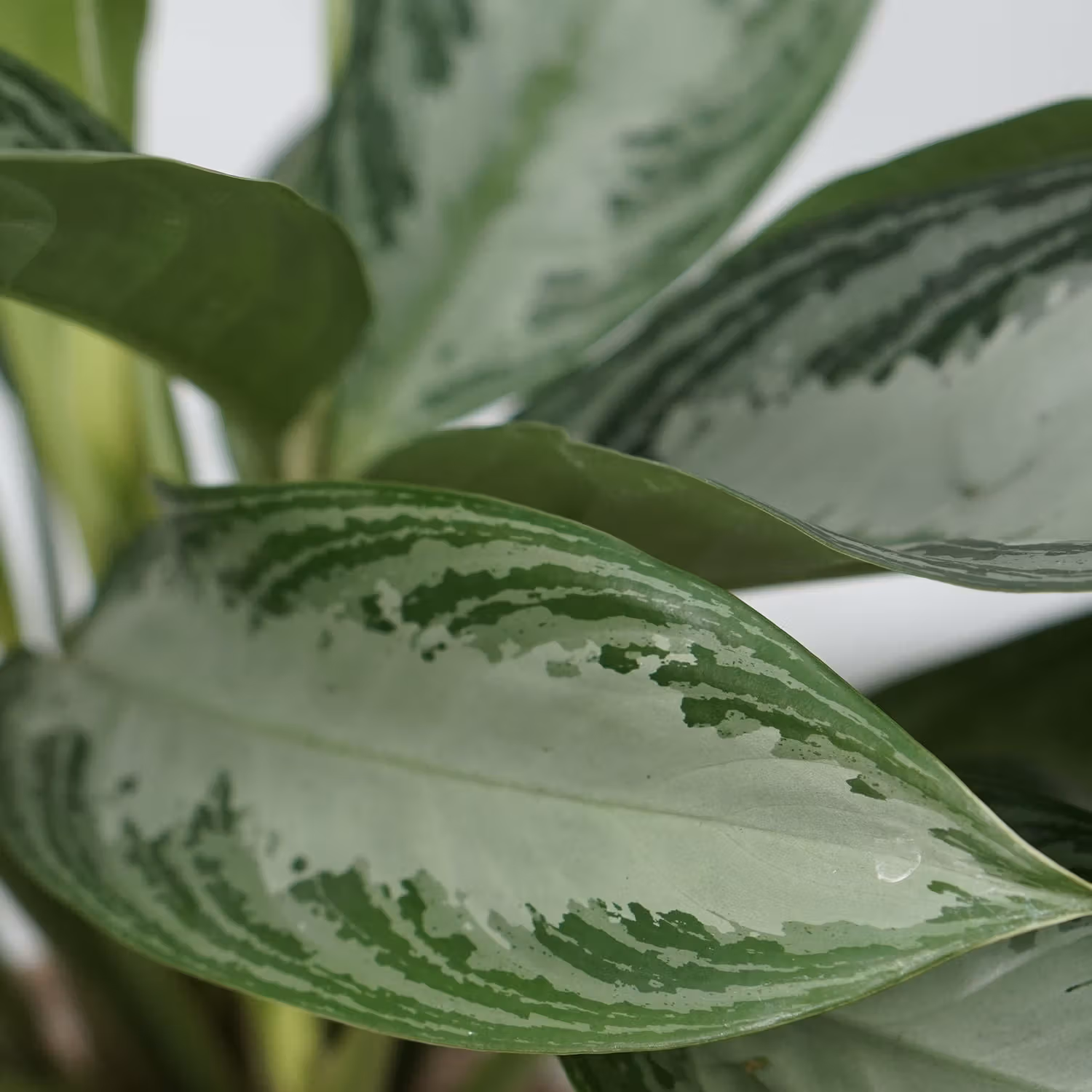 Aglaonema Silver Bay in Eco-Friendly Jute Pot - Perfect Indoor Greenery