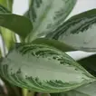 Aglaonema Silver Bay in Eco-Friendly Jute Pot - Perfect Indoor Greenery